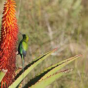 Malachite Sunbird