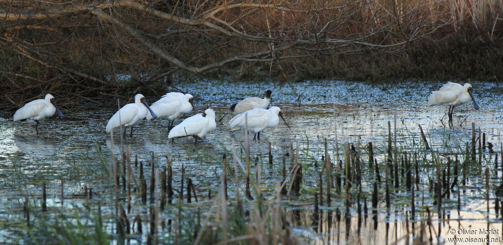 Royal Spoonbill