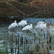 Royal Spoonbill