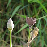 Sporophile à ailes blanches