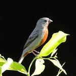 Sporophile à ventre châtain