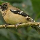 Sporophile de Morelet