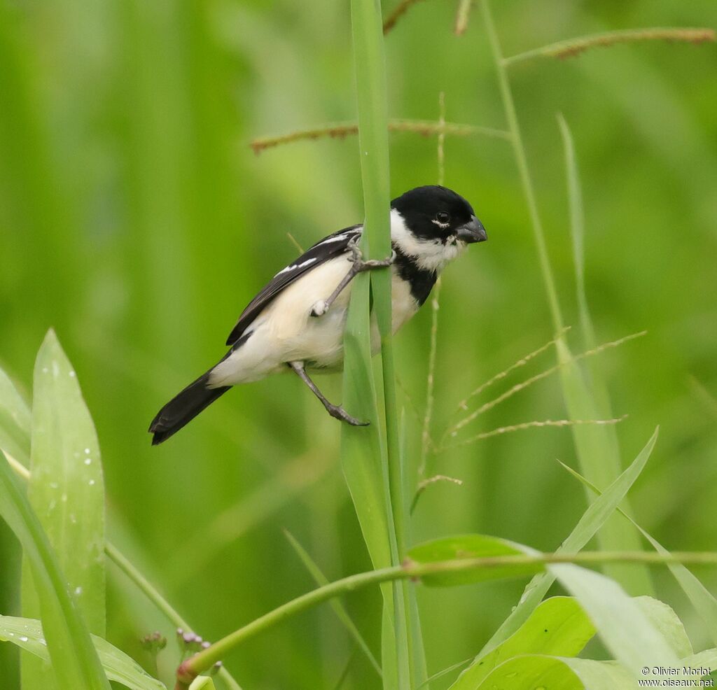 Morelet's Seedeater