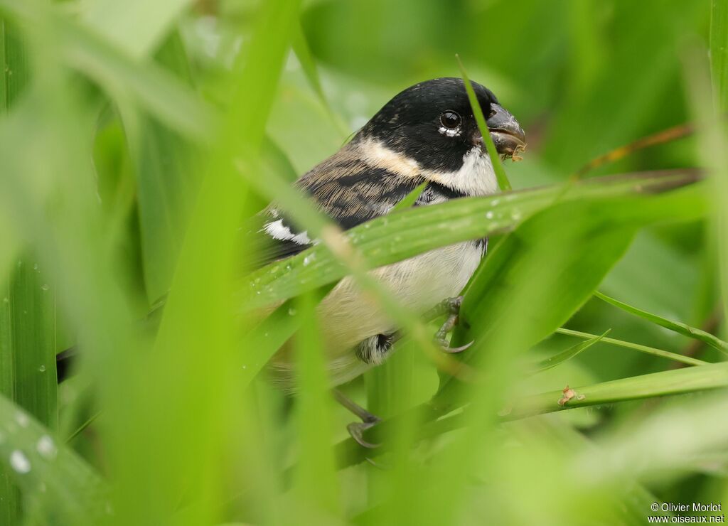 Morelet's Seedeater