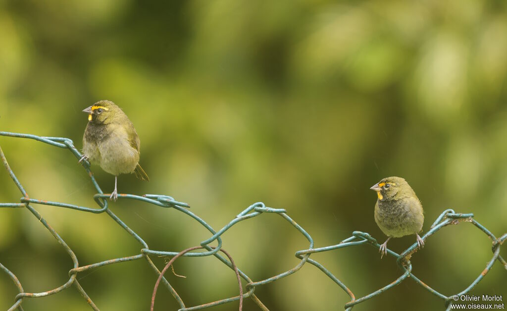 Sporophile grand-chanteur