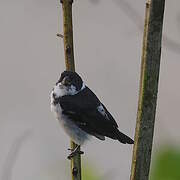 Black-and-white Seedeater