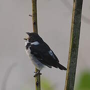 Black-and-white Seedeater