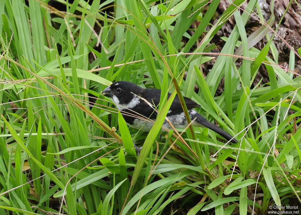 Variable Seedeater male