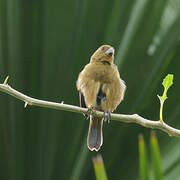 Variable Seedeater