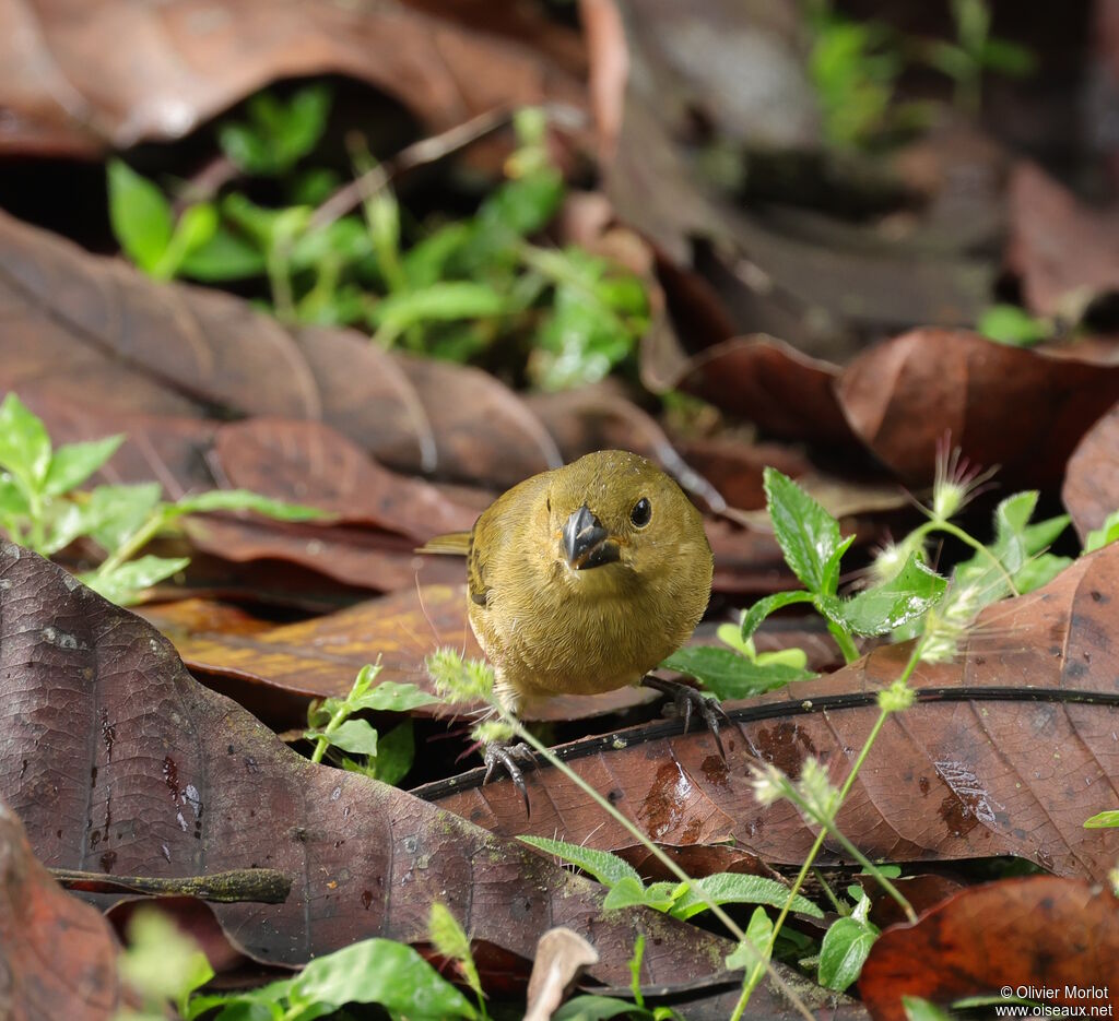 Variable Seedeater female