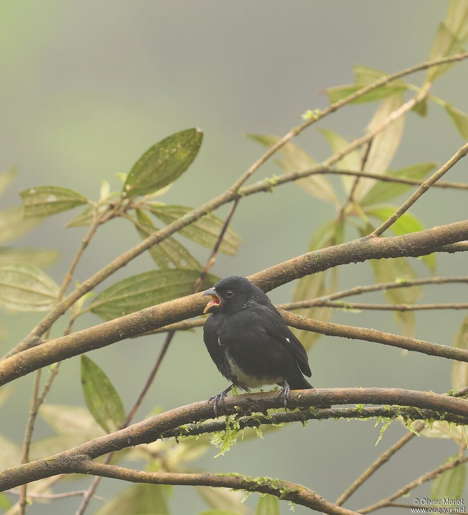 Variable Seedeater