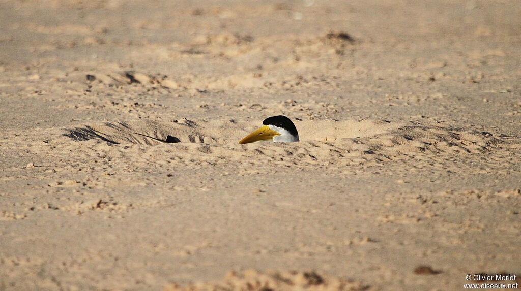 Large-billed Tern