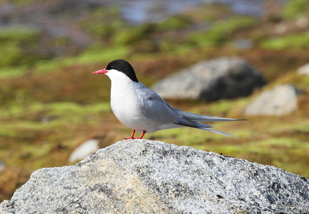 Arctic Tern