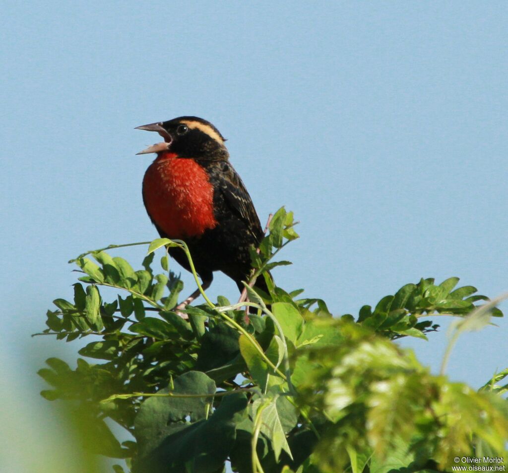 White-browed Blackbird