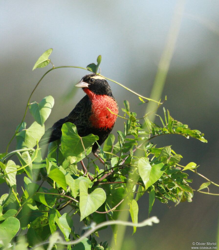 White-browed Blackbird