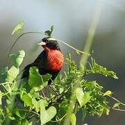 White-browed Meadowlark