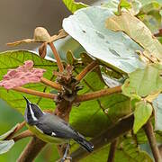 Bananaquit