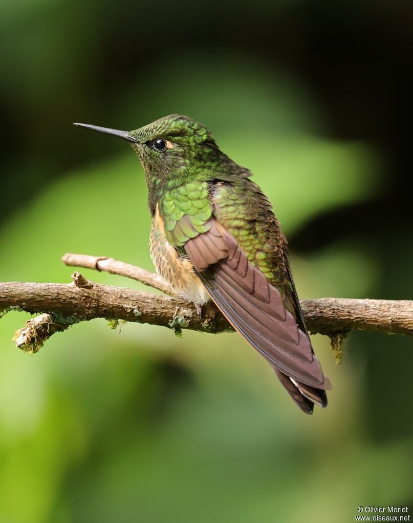 Long-tailed Sylph