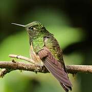 Long-tailed Sylph