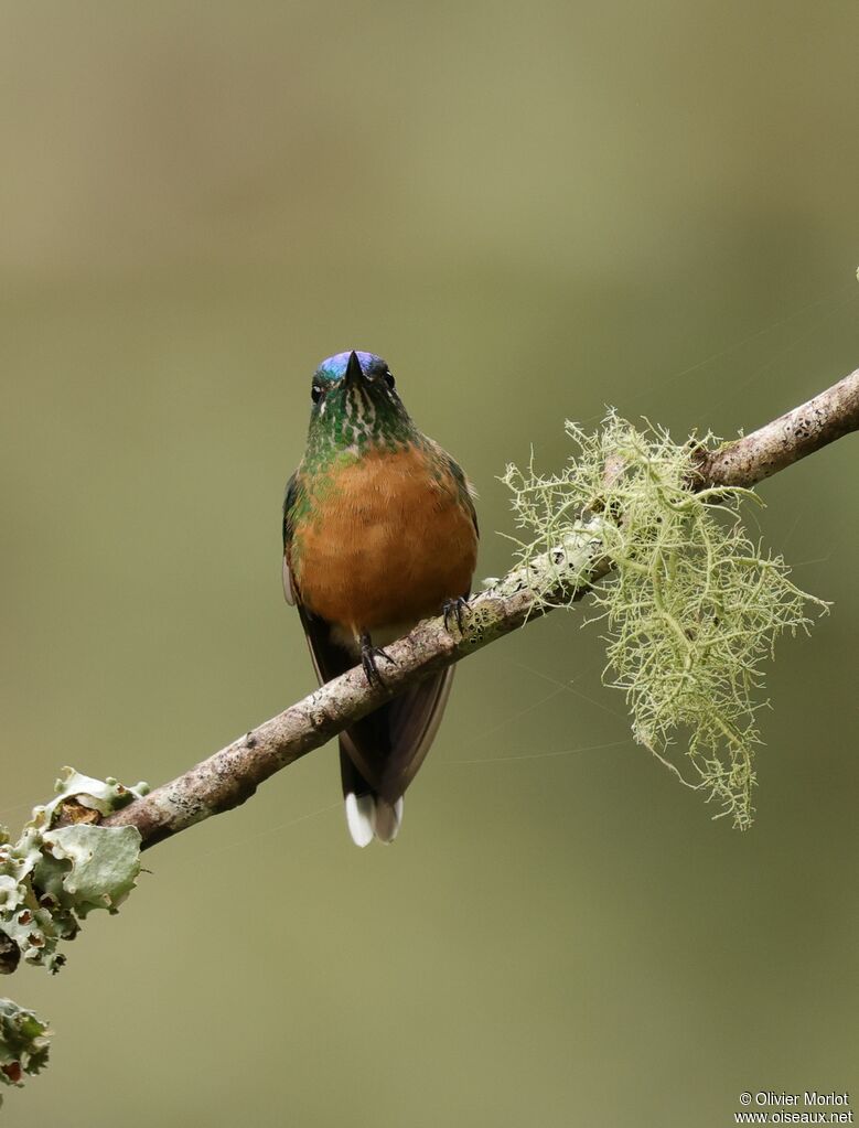 Long-tailed Sylph