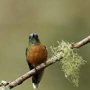 Long-tailed Sylph