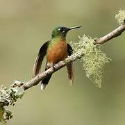 Long-tailed Sylph