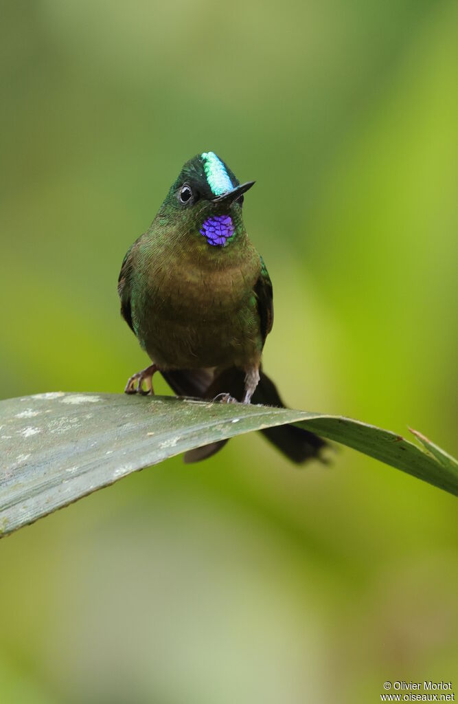 Violet-tailed Sylph