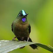 Violet-tailed Sylph