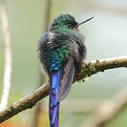 Violet-tailed Sylph