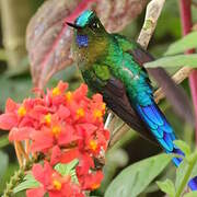 Violet-tailed Sylph