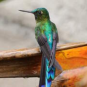 Violet-tailed Sylph