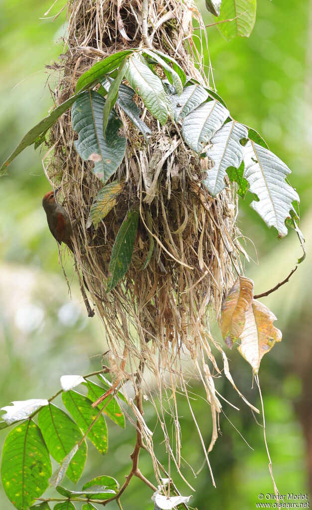 Red-faced Spinetail