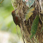 Red-faced Spinetail