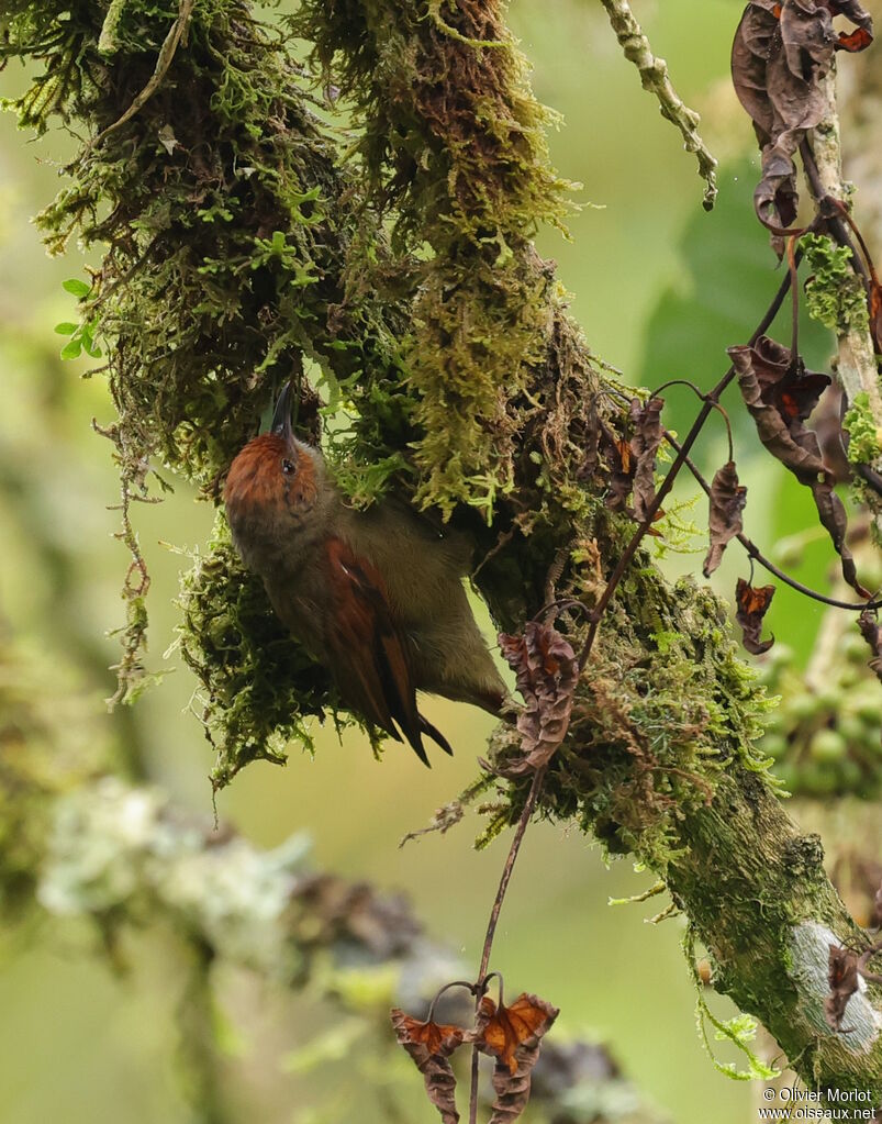 Red-faced Spinetail