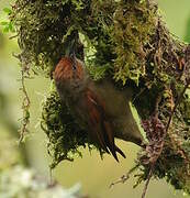 Red-faced Spinetail