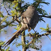 Tufted Tit-Spinetail