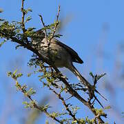 Tufted Tit-Spinetail