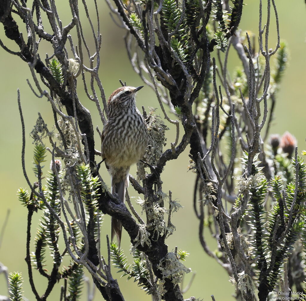 Andean Tit-Spinetail