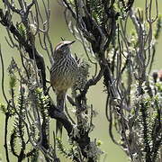 Andean Tit-Spinetail