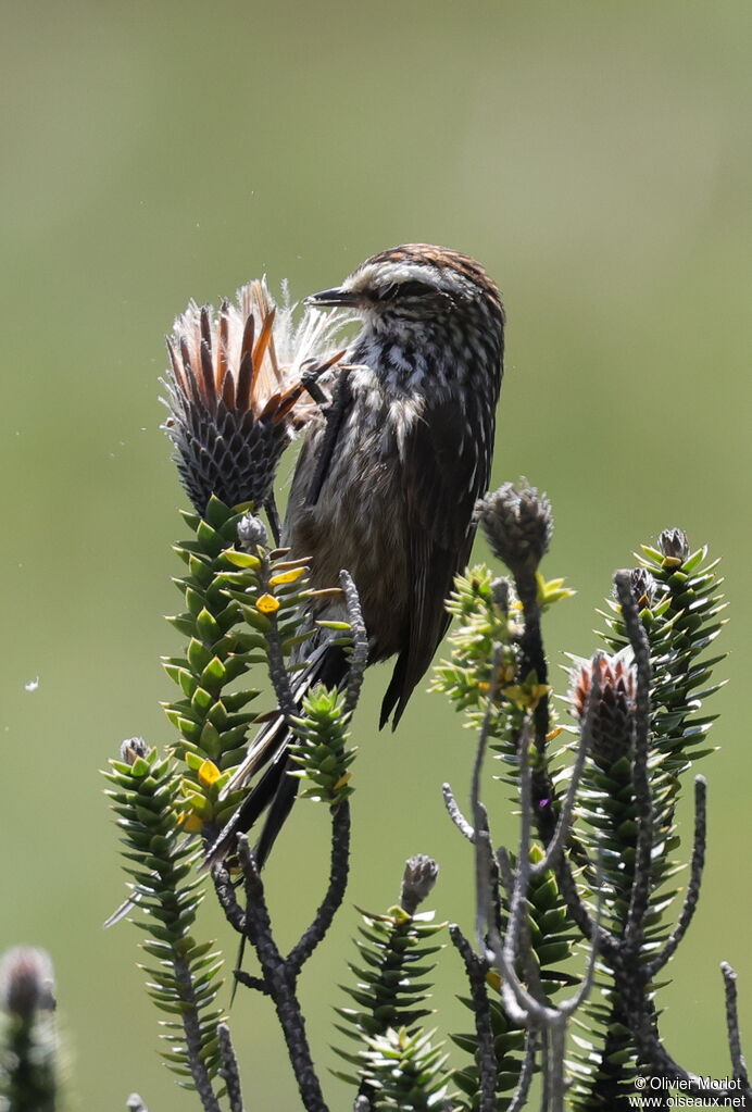 Andean Tit-Spinetail