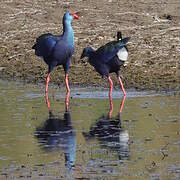 African Swamphen