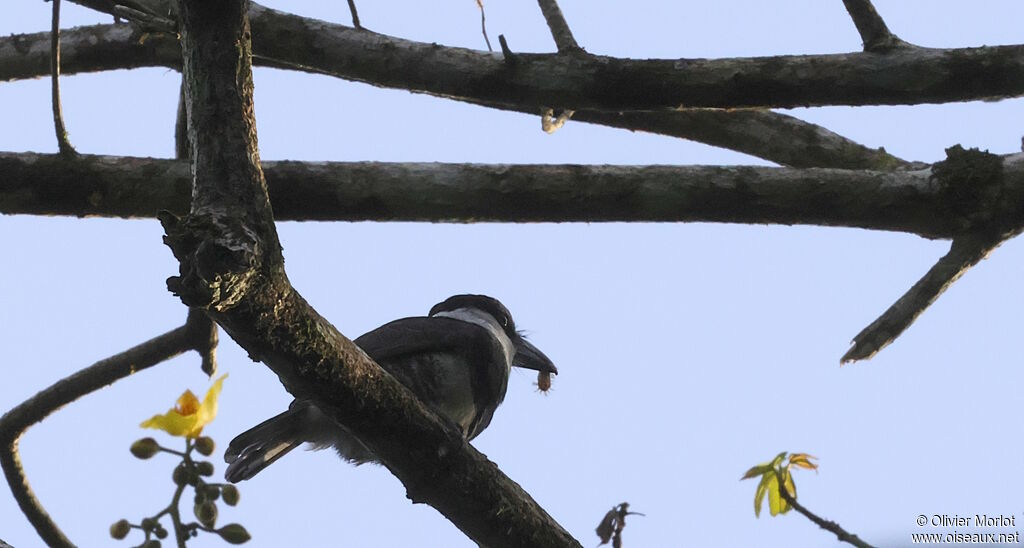 White-necked Puffbird