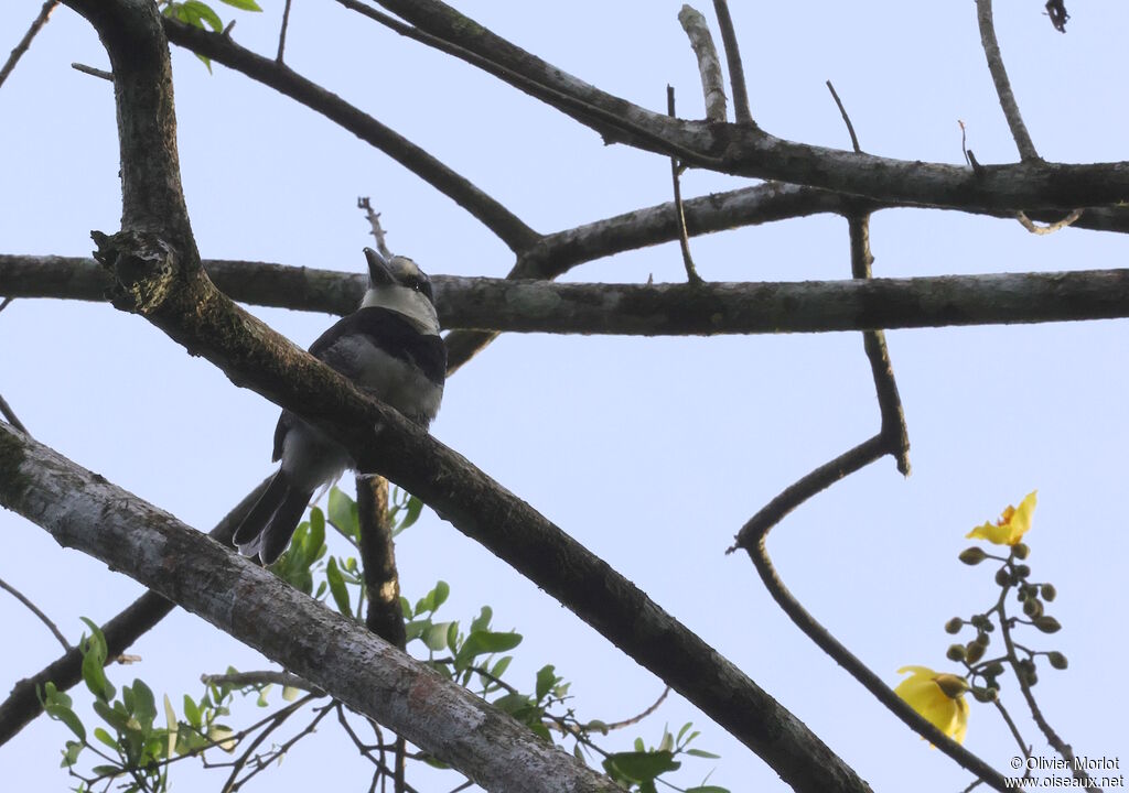 White-necked Puffbird