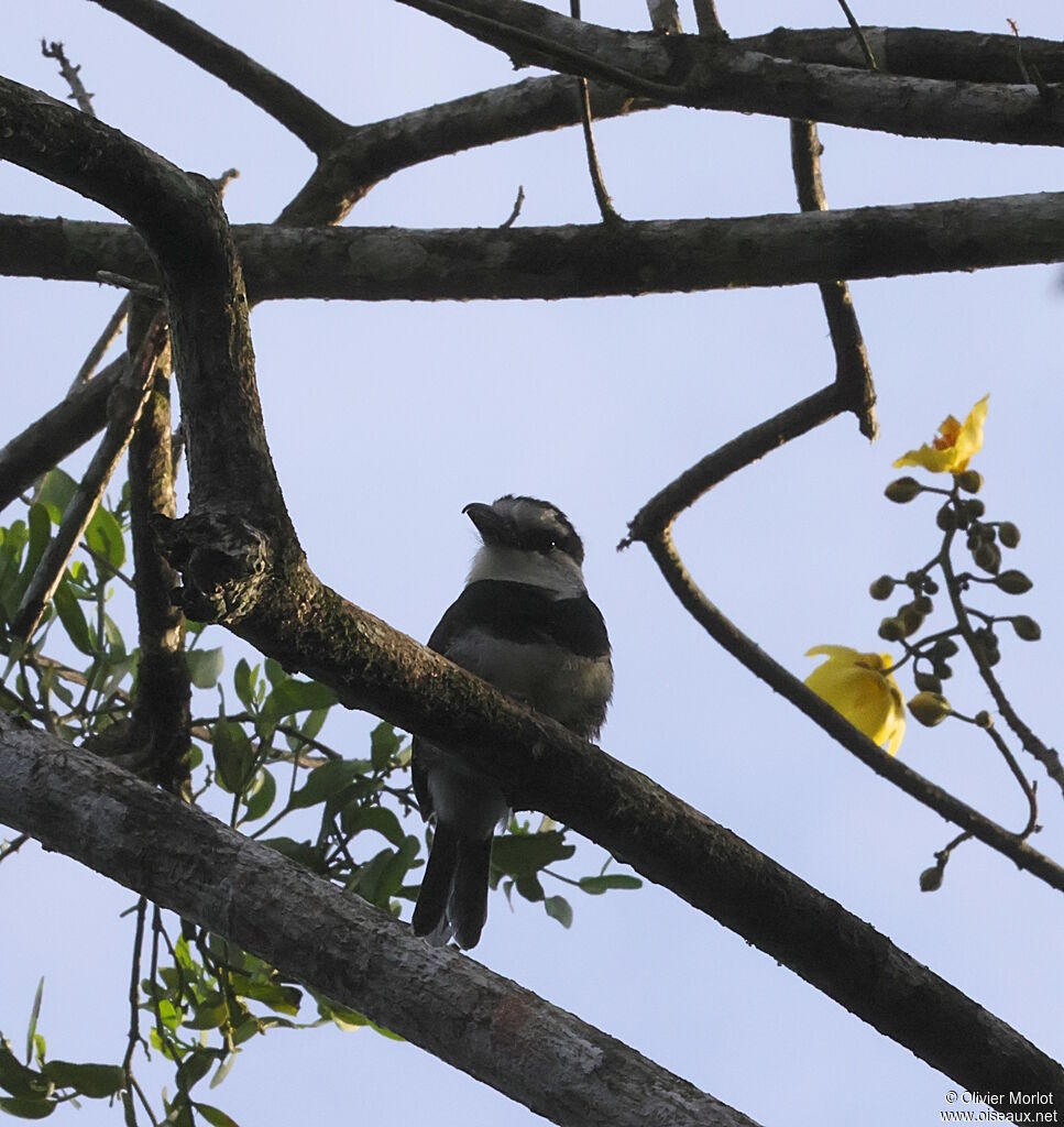 White-necked Puffbird
