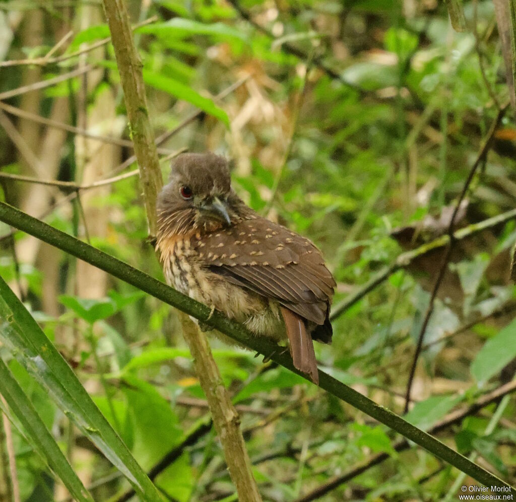 White-whiskered Puffbird