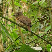 White-whiskered Puffbird
