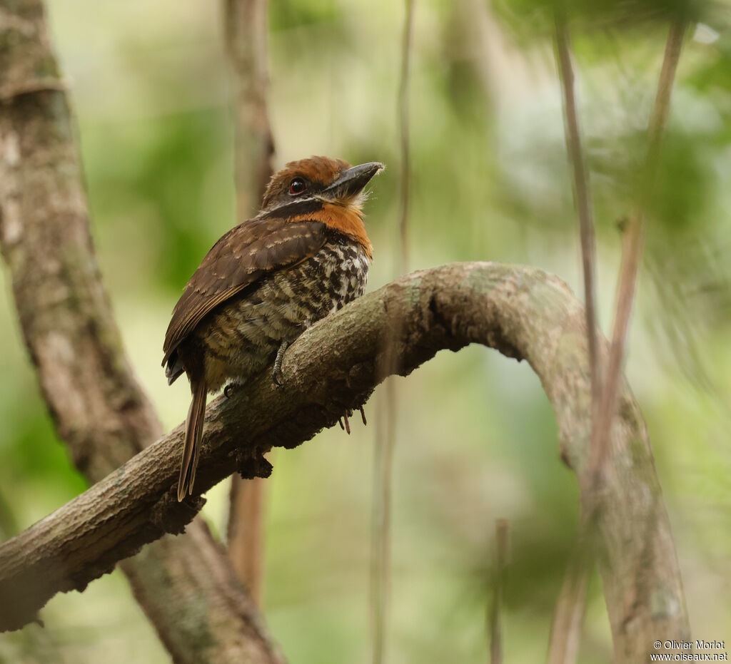 Tamatia tachetéadulte