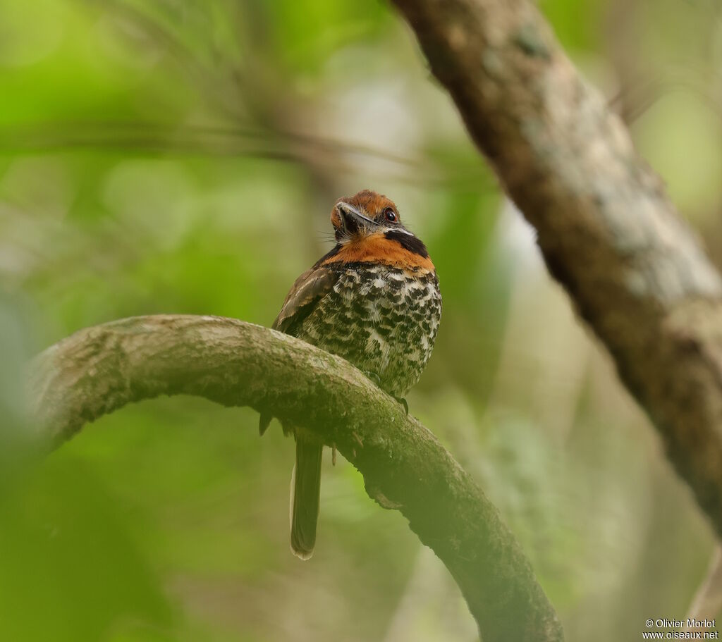 Tamatia tachetéadulte