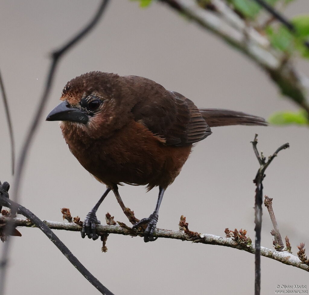 Silver-beaked Tanager