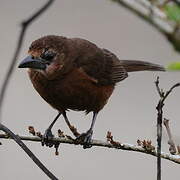 Silver-beaked Tanager